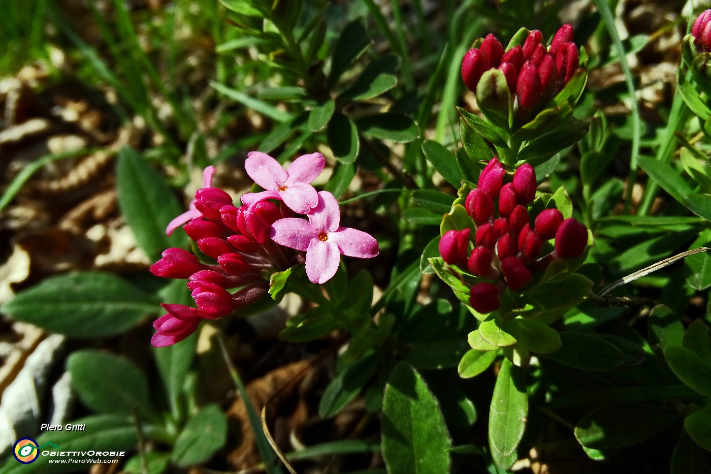 70 Dafne odorosa (Daphne cneorum) in fiore e in bocciolo!.JPG -                                